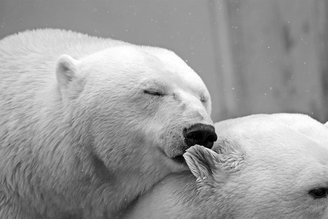 polar bears close to each other representing love and affection
