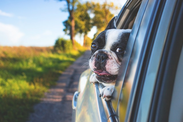 dog, pet, car window - summer goals