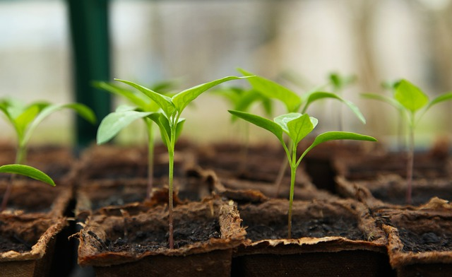 seedling, gardening, greenhouse