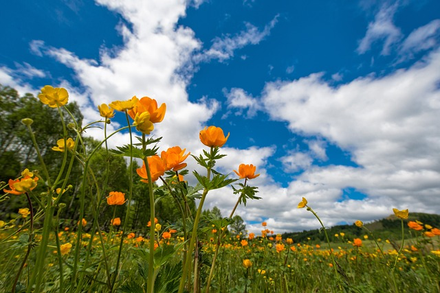 spring, flowers, meadow