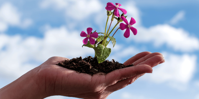 Take a flower in a hand