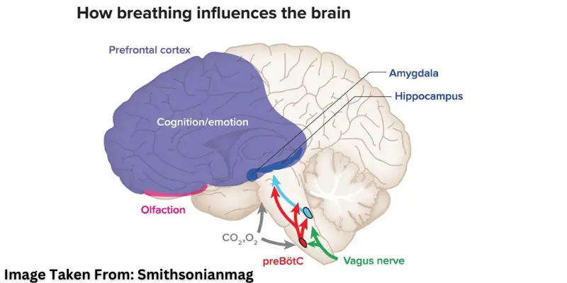 Breathing Impacts Your Brain and Body